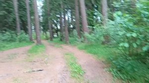 ах этот шикарный лес летом