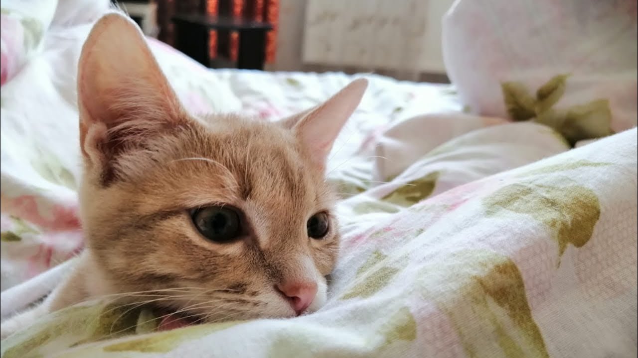 Как же бесит поганое одеяло.ЪУЪ Сука!!! смотреть онлайн