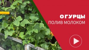 Молоко с йодом для огурцов: подкормка, полив, опрыскивание