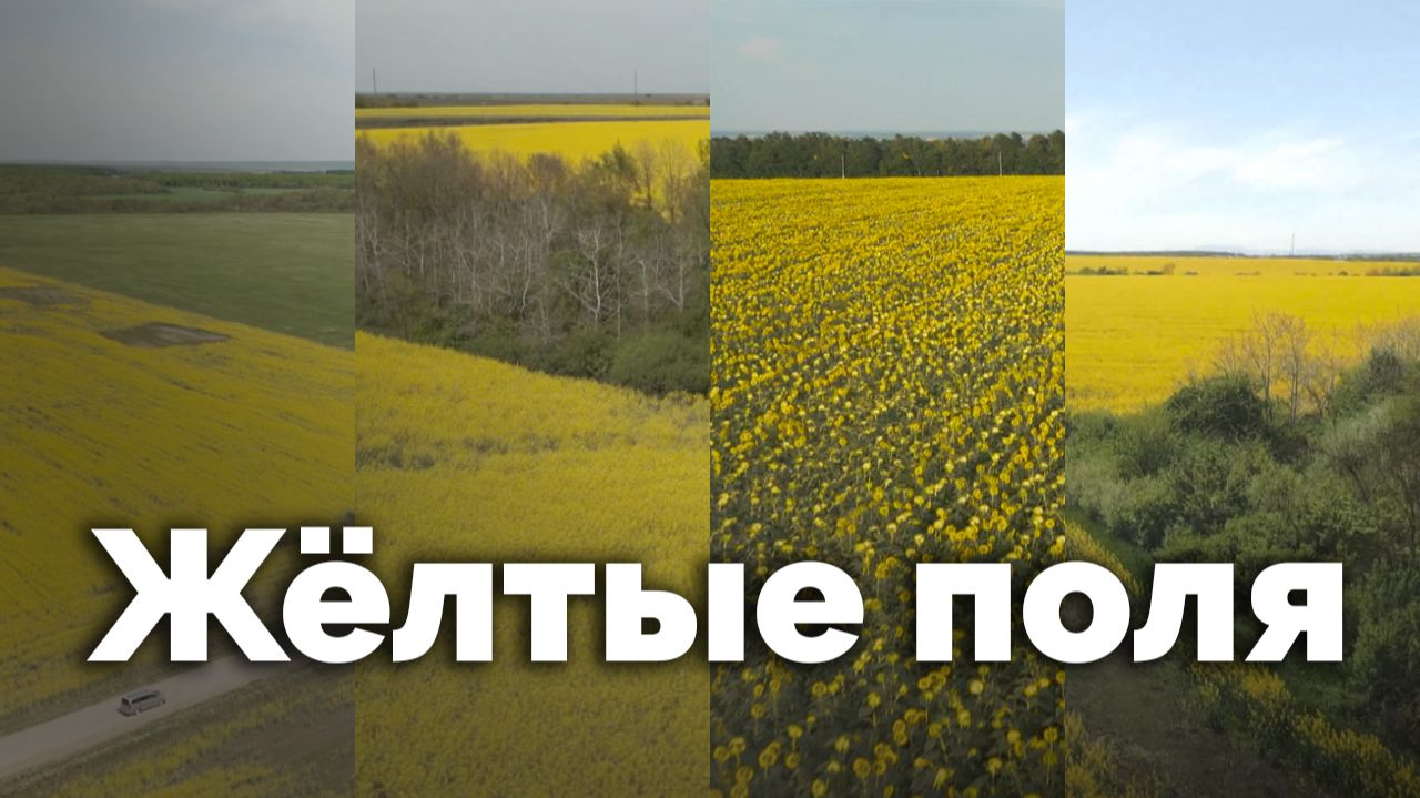 Жёлтые поля | С любовью к русской природе смотреть онлайн