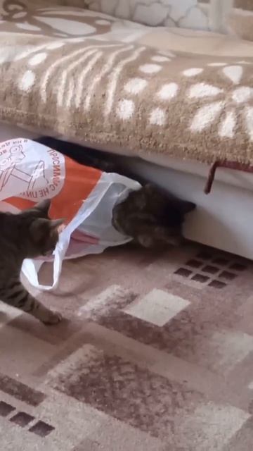 Мои животные