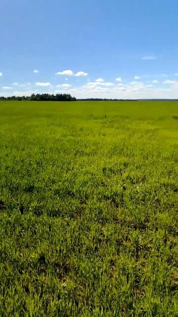 В Кировской области оценили состояние посевов после применения Азолена и Гумата