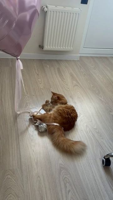 Руфик и Ева.