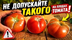 Томаты трескаться не будут- простые правила! Как легко избежать растрескивания плодов помидора.
