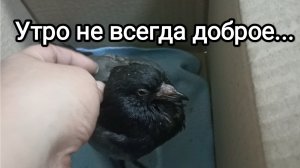 07-07-2026. Утро не всегда доброе...