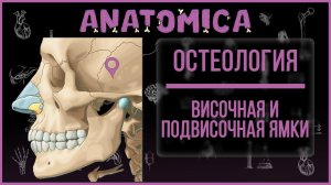 Височная ямка / Подвисочная ямка / Анатомия черепа / Остеология