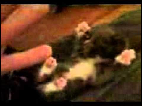 котенок который боица счикоток смотреть онлайн
