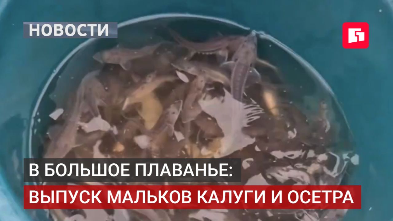 Калуга и осетр: 350 тысяч мальков отправились в плаванье.07/07/2026
