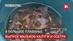 Калуга и осетр: 350 тысяч мальков отправились в плаванье.07/07/2026
