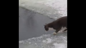 УМНЫЙ СУПЕР КОТ РЫБОЛОВ.