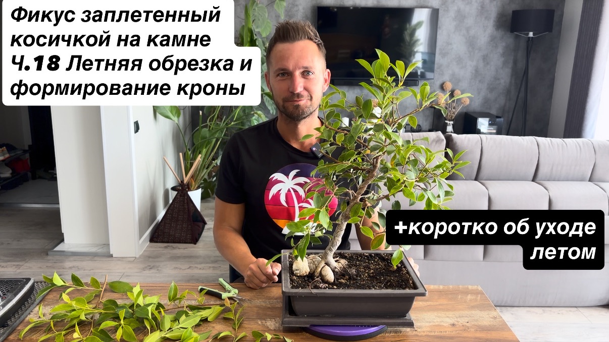 Фикус заплетенный косичкой на камне Ч.18 Летняя обрезка и формирование кроны, коротко об уходе летом смотреть онлайн