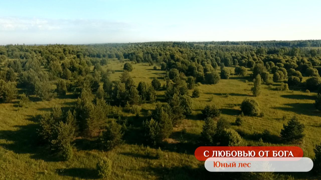 Юный лес | С любовью от Бога Юный лес | С любовью от Бога
