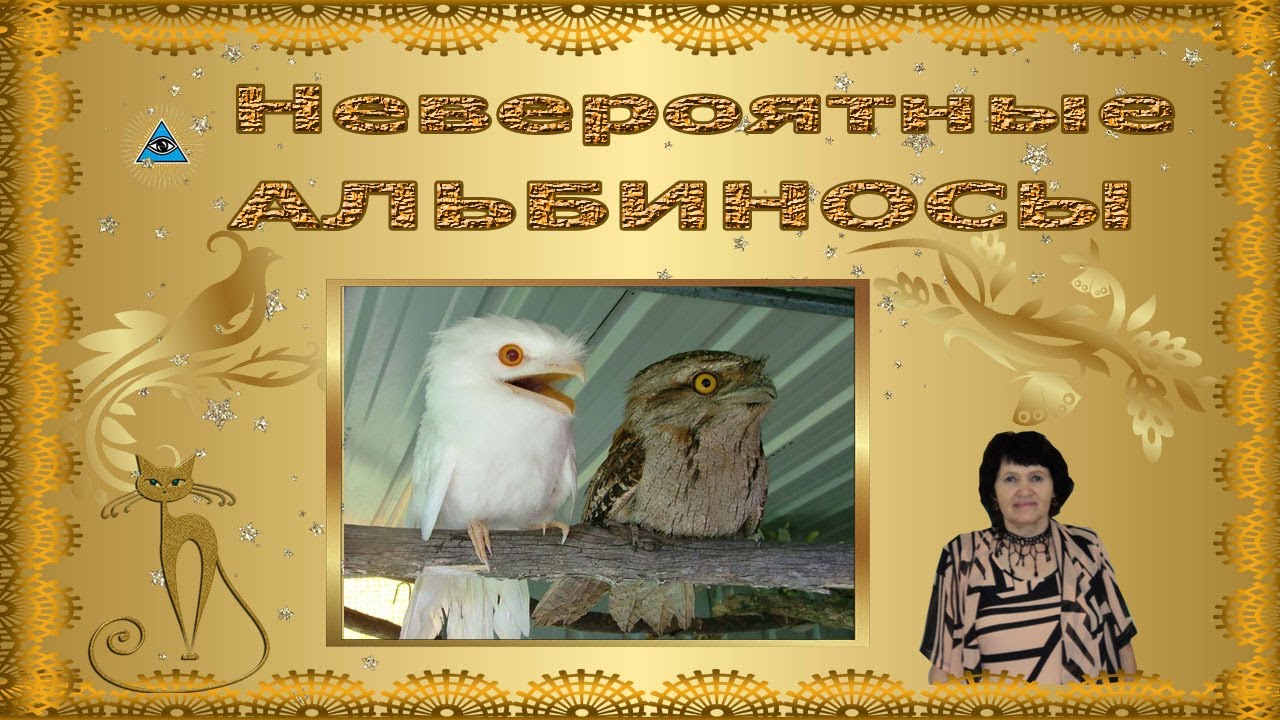 Невероятные АЛЬБИНОСЫ смотреть онлайн