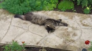 Успела впихнуть бордюр до грозы.