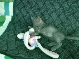котя