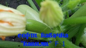 Урожайный    кабачок КАВИЛИ