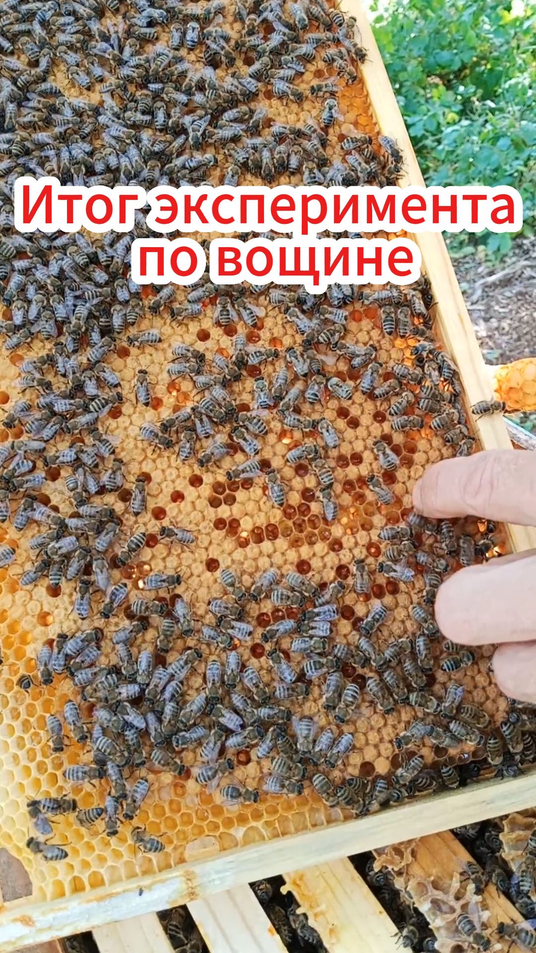 Подводим итоги по эксперименту с вощиной.