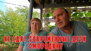 НЕ ЕДЯТ СОВРЕМЕННЫЕ ДЕТИ СМОРОДИНУ