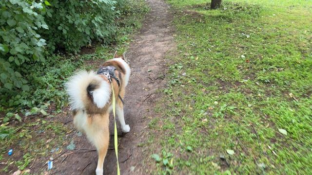 Моя собака 🐶 смотреть онлайн