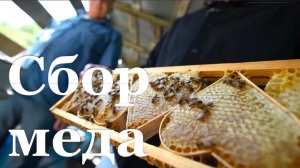 Пчеловоды ЛНР готовятся к последнему медосбору сезона