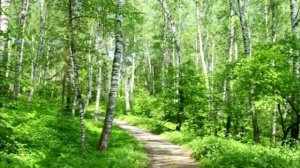 СМОТРИ, КАК РОЩА ЗЕЛЕНЕЕТ. Стихи. Ф. Тютчев, муз. Ш. Фингеров, вокал. Л. Великанова, звук, монтаж. А