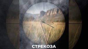 СТРЕКОЗА