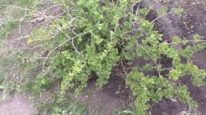 Пересадка взрослой смородины и крыжовника