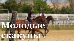 В луганской конно-спортивной школе появились новые лошади