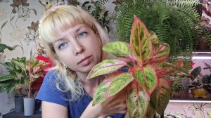 Спасаю аглаонему Сальмон Фэнтези