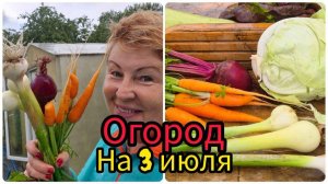 Обзор огорода в Ленинградской области на 3 июля. Лето на радует, но мы растём
