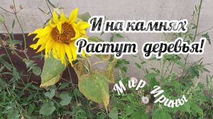 И НА КАМНЯХ РАСТУТ ДЕРЕВЬЯ ●●●