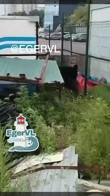 Гималайские медведи спокойно переплывают моря. смотреть онлайн