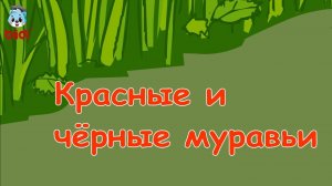 Красные и чёрные муравьи