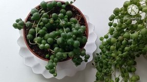 Крестовник Роули уход, размножение ☘️💃🦋🥀☘️