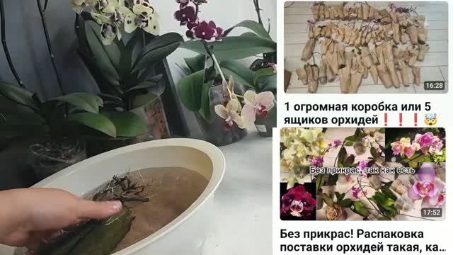 Орхидеи из Китая. Противный сорт- вредина. Расцвела моя красота😍 Мельчание листьев. смотреть онлайн