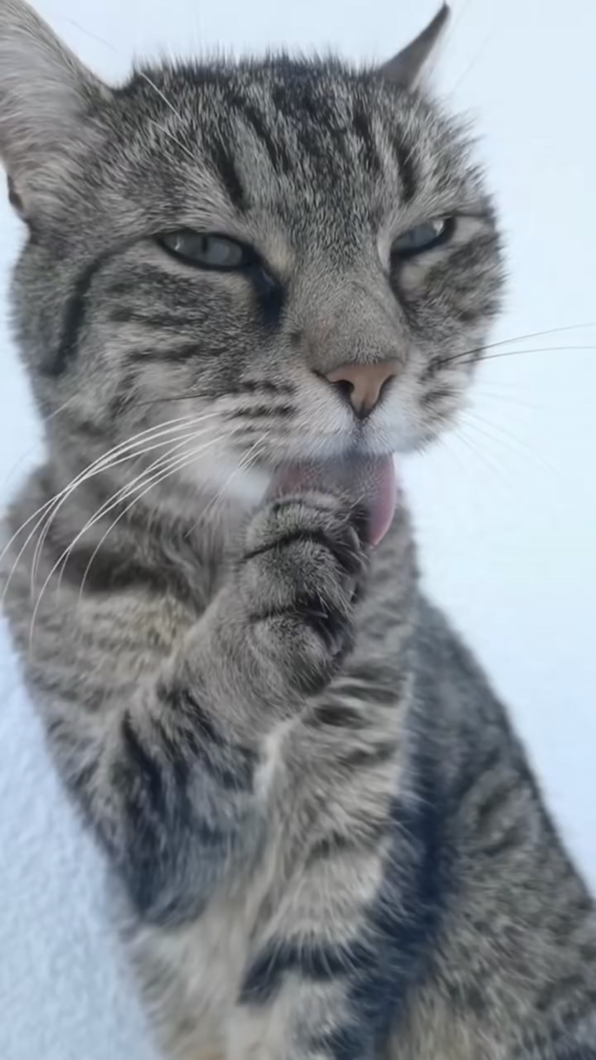 Котомодель в стиле "Мю" 😺