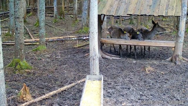 Олени Кабаны Видео с фотоловушки ЕГЕРЬКАМ ОХОТНИК SiFar (WillFine) 4.8 CG присланное в Telegram смотреть онлайн