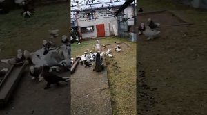 Бойные голуби Таджикистана
