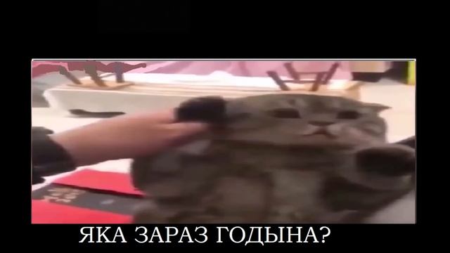 кот звонит по телефону смотреть онлайн