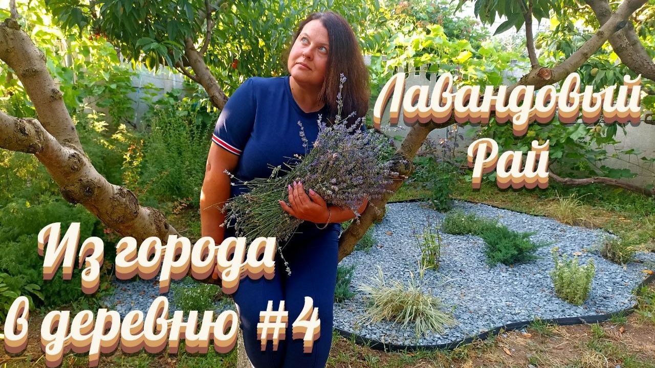 Месяц, как мы нашли друг друга... Заболела черешня. Зацвела альбиция. Лавандовой поляне быть!