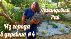 Месяц, как мы нашли друг друга... Заболела черешня. Зацвела альбиция. Лавандовой поляне быть!