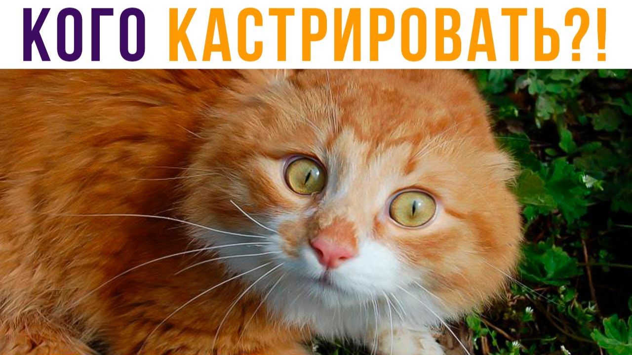 А тут никого не-е-ет!))) Приколы с котами смотреть онлайн