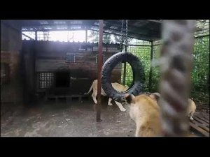Прайд знакомится с львятами.  Киара поддерживает Мейзекин