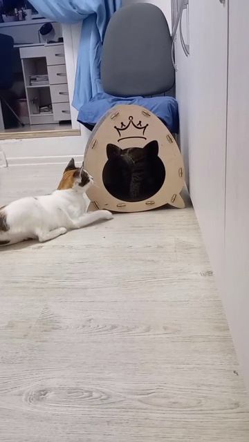 Леопольд, выходи! Выходи, подлый трус! :)
