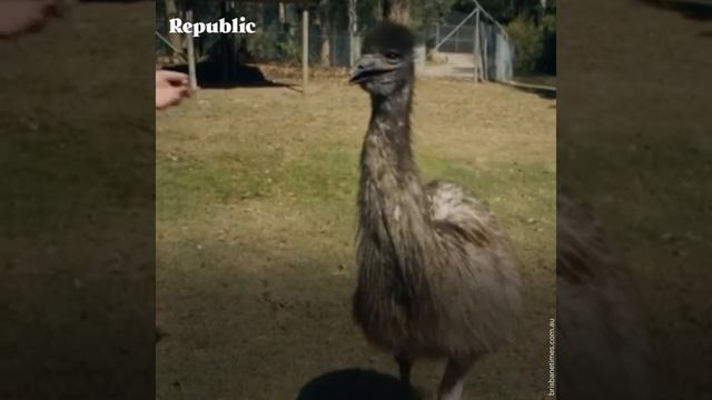 В Австралии питона излечили от наркозависимости смотреть онлайн