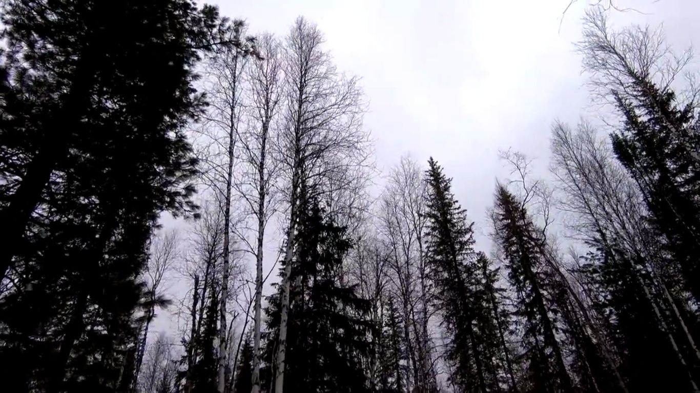 Ходовая Охота На Рябчика. смотреть онлайн