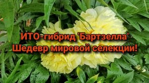 ИТО-гибрид «Бартзелла». Шедевр мировой селекции!