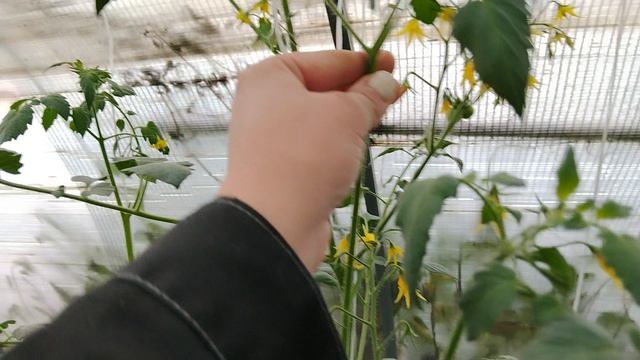 Вести из теплички на старом участке на 7.07.2026.
