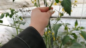 Вести из теплички на старом участке на 7.07.2026.