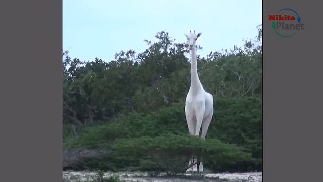 Pедкий жираф альбинос . Rare albino giraffe смотреть онлайн